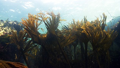 Belle Ile en Mer agence Allain mer algues vertes