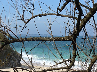 Belle Ile en Mer agence Allain mer arbre